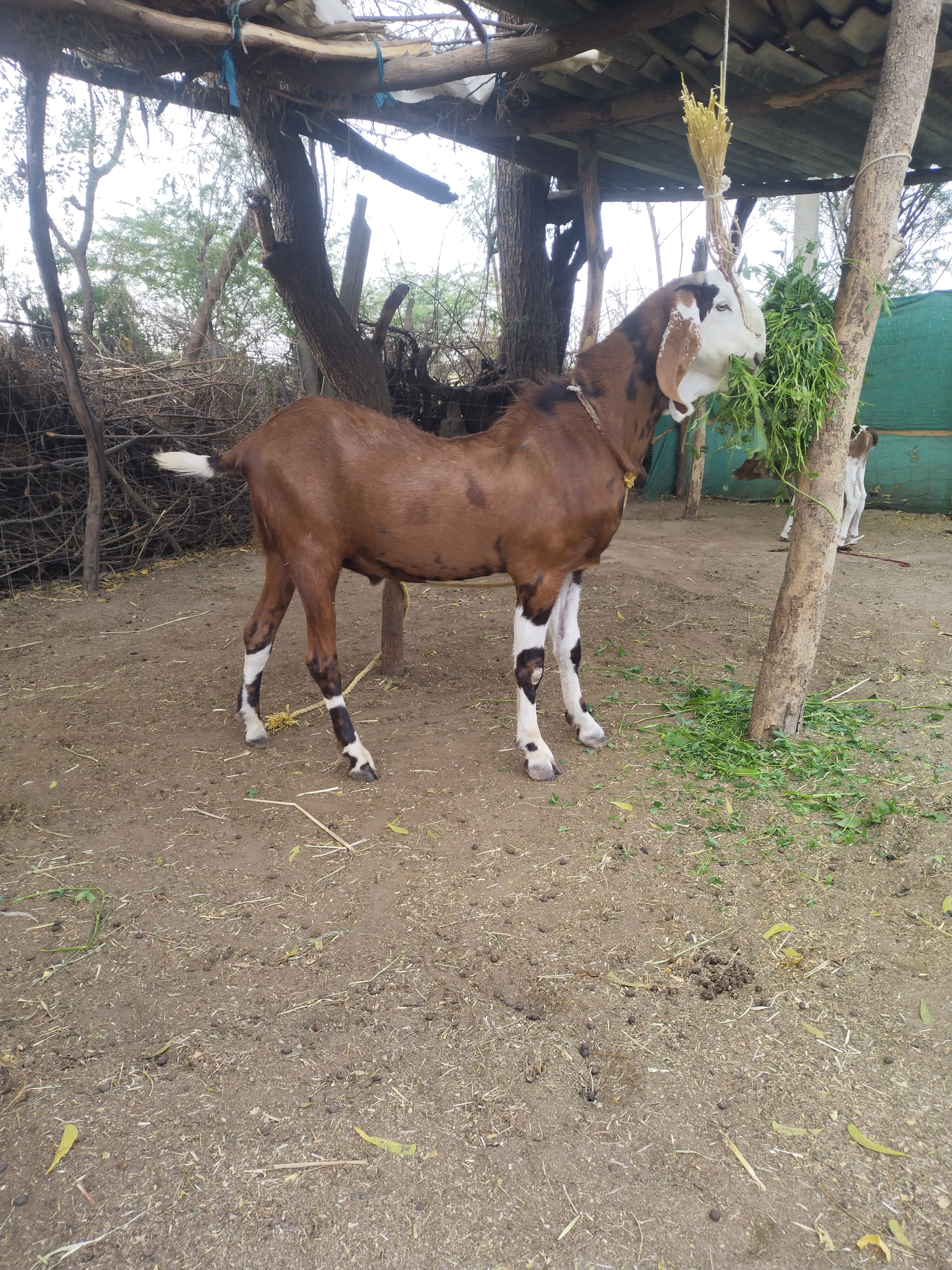 bakra image