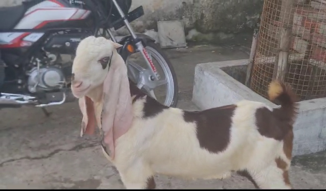 bakra image