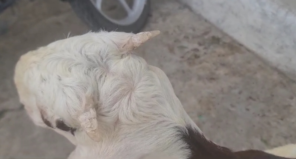 bakra image