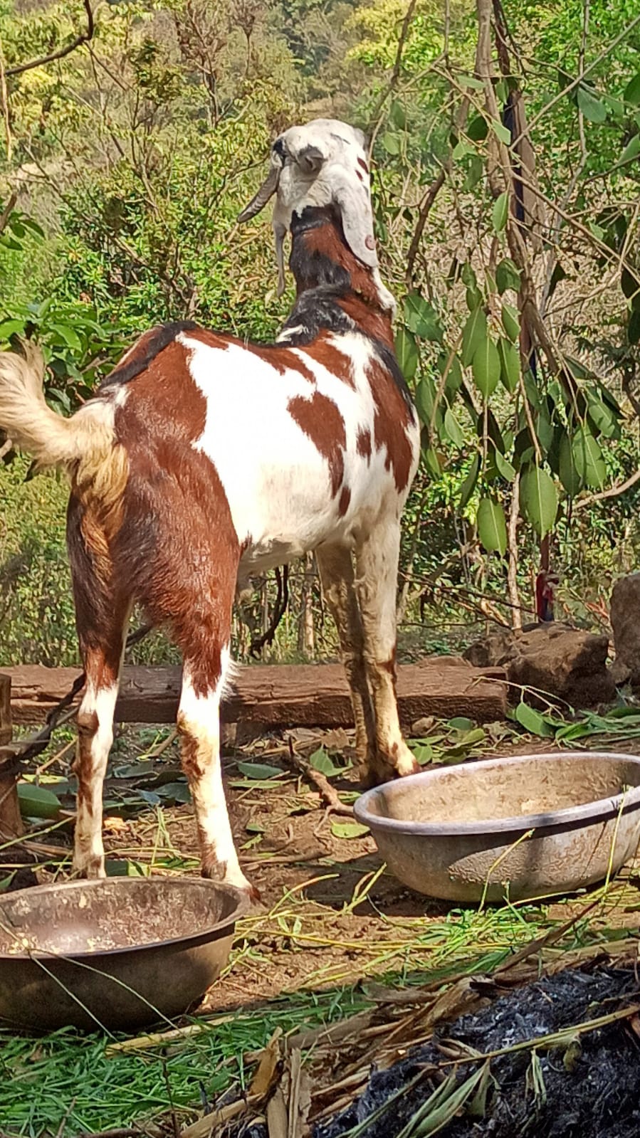 bakra image