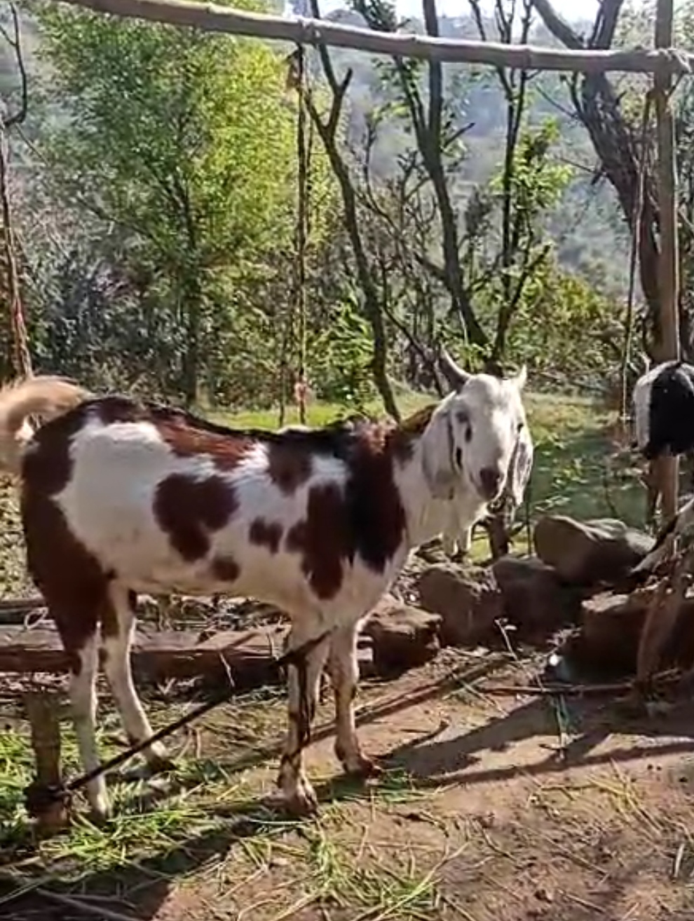 bakra image