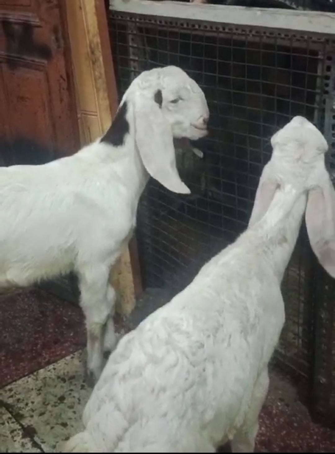 bakra image