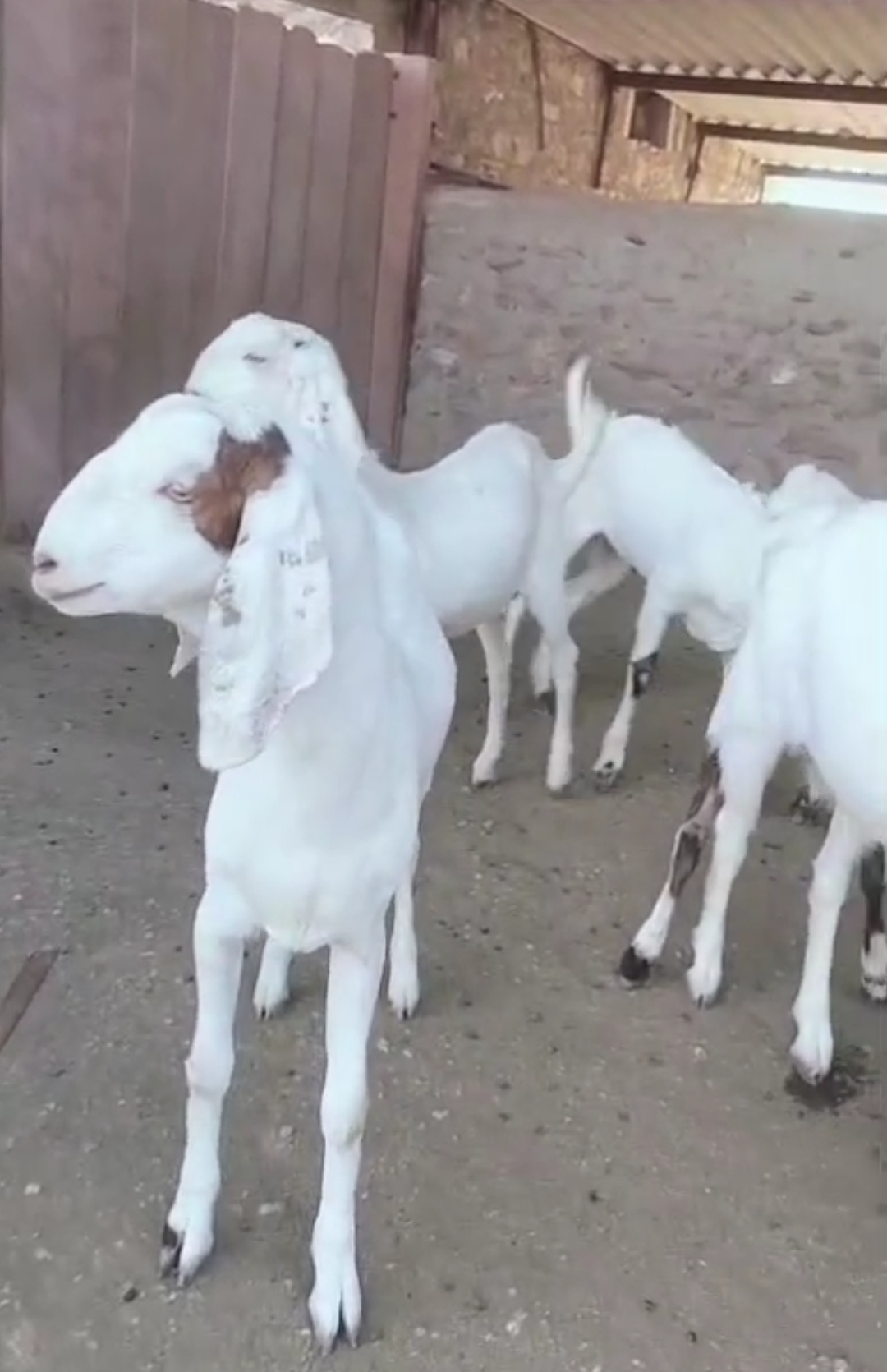 bakra image