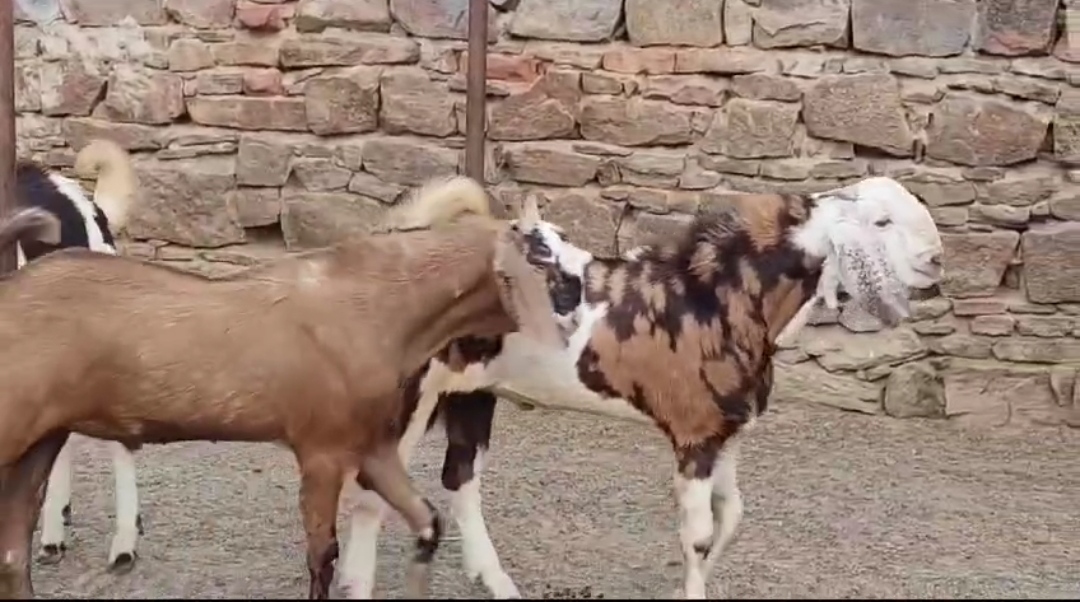 bakra image
