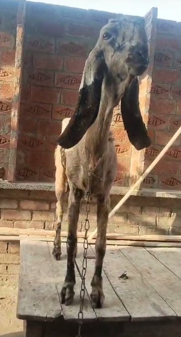 bakra image