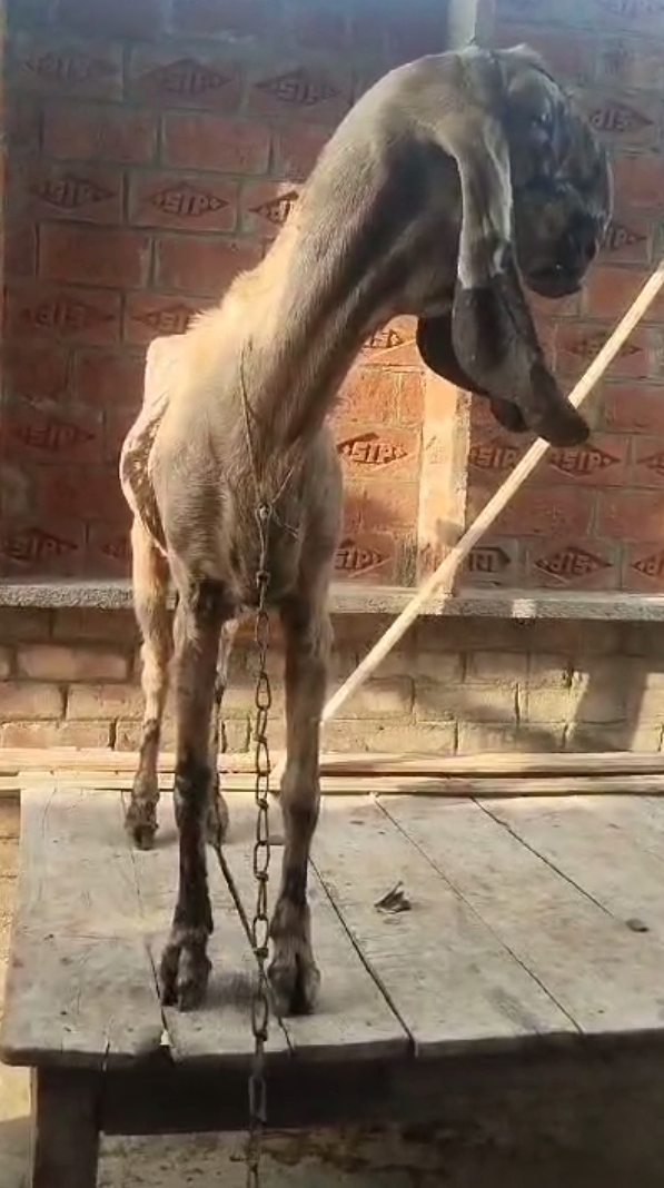 bakra image