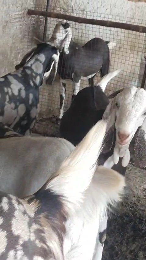 bakra image