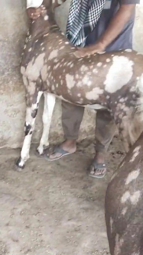 bakra image