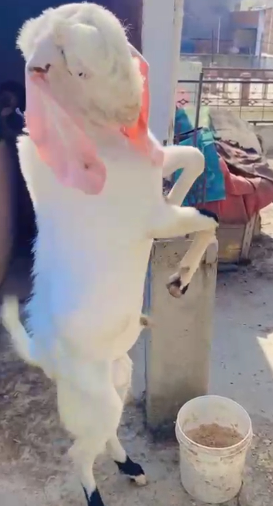 bakra image