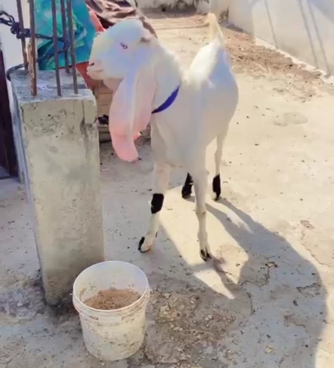 bakra image