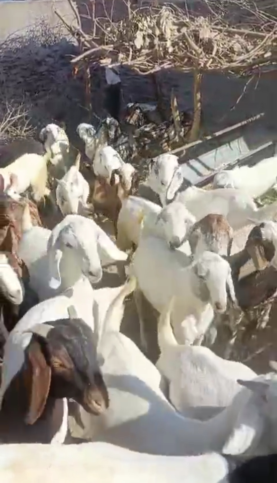 bakra image