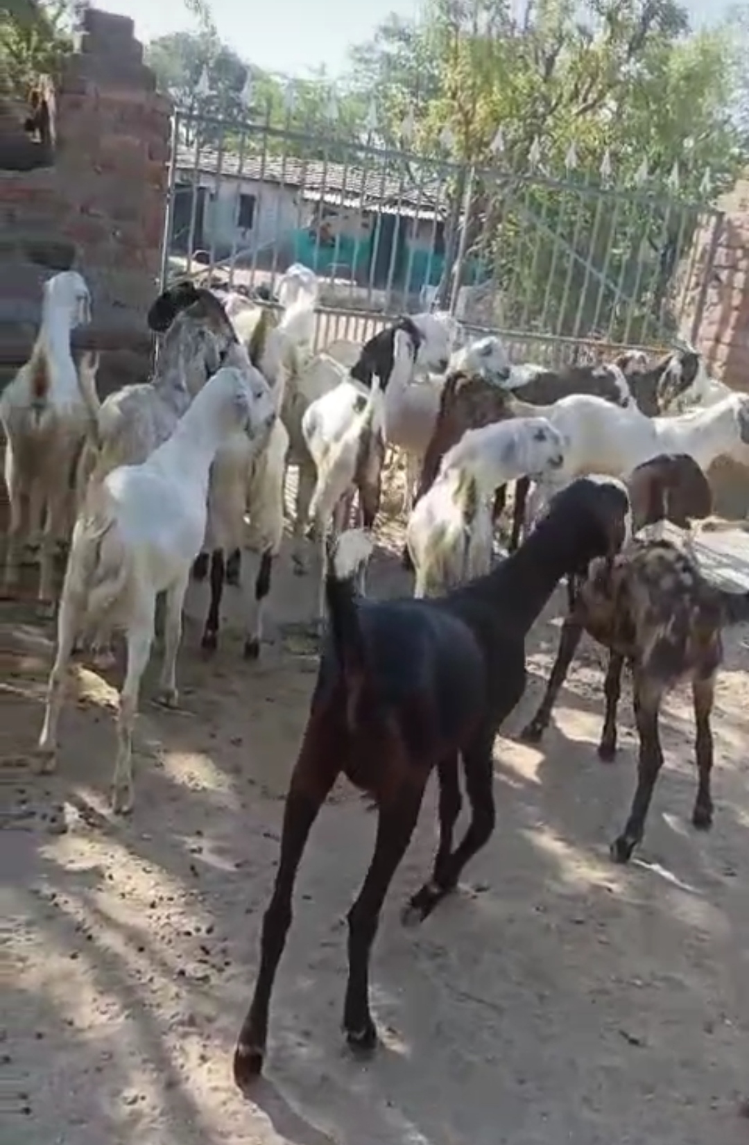 bakra image