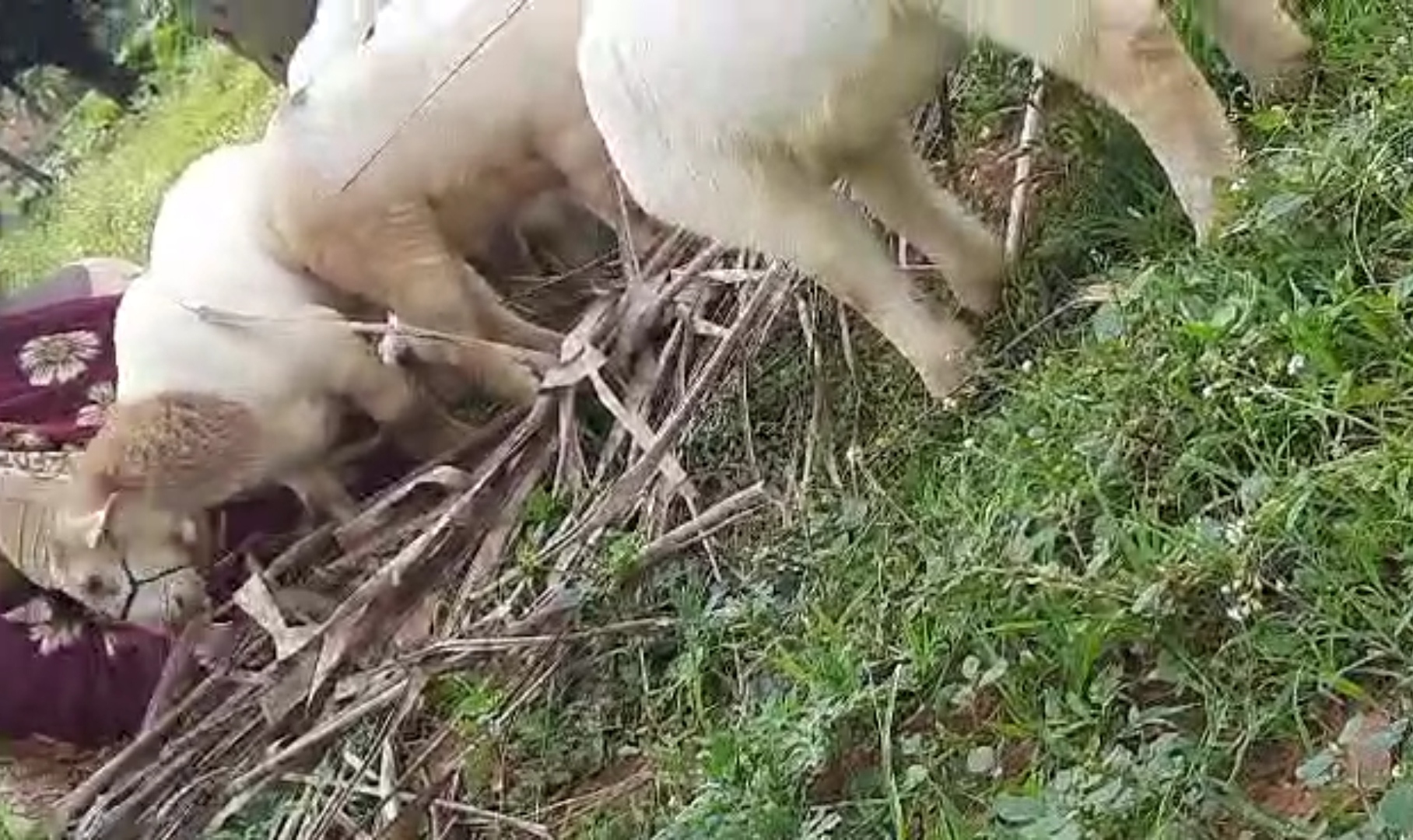 bakra image