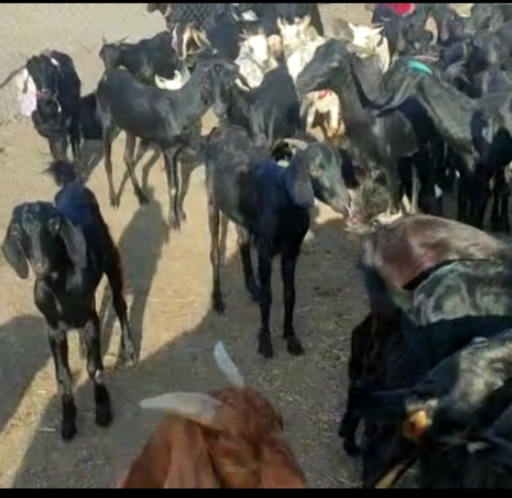 bakra image