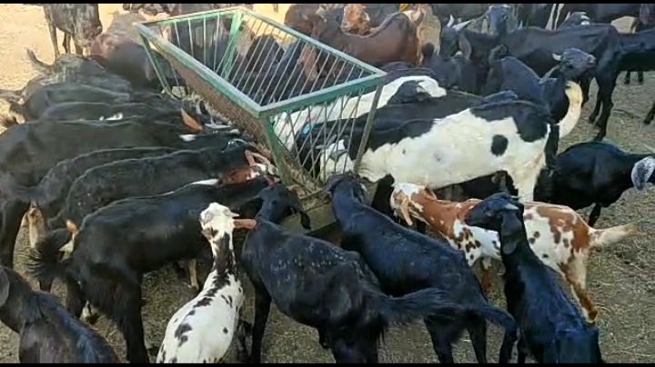 bakra image