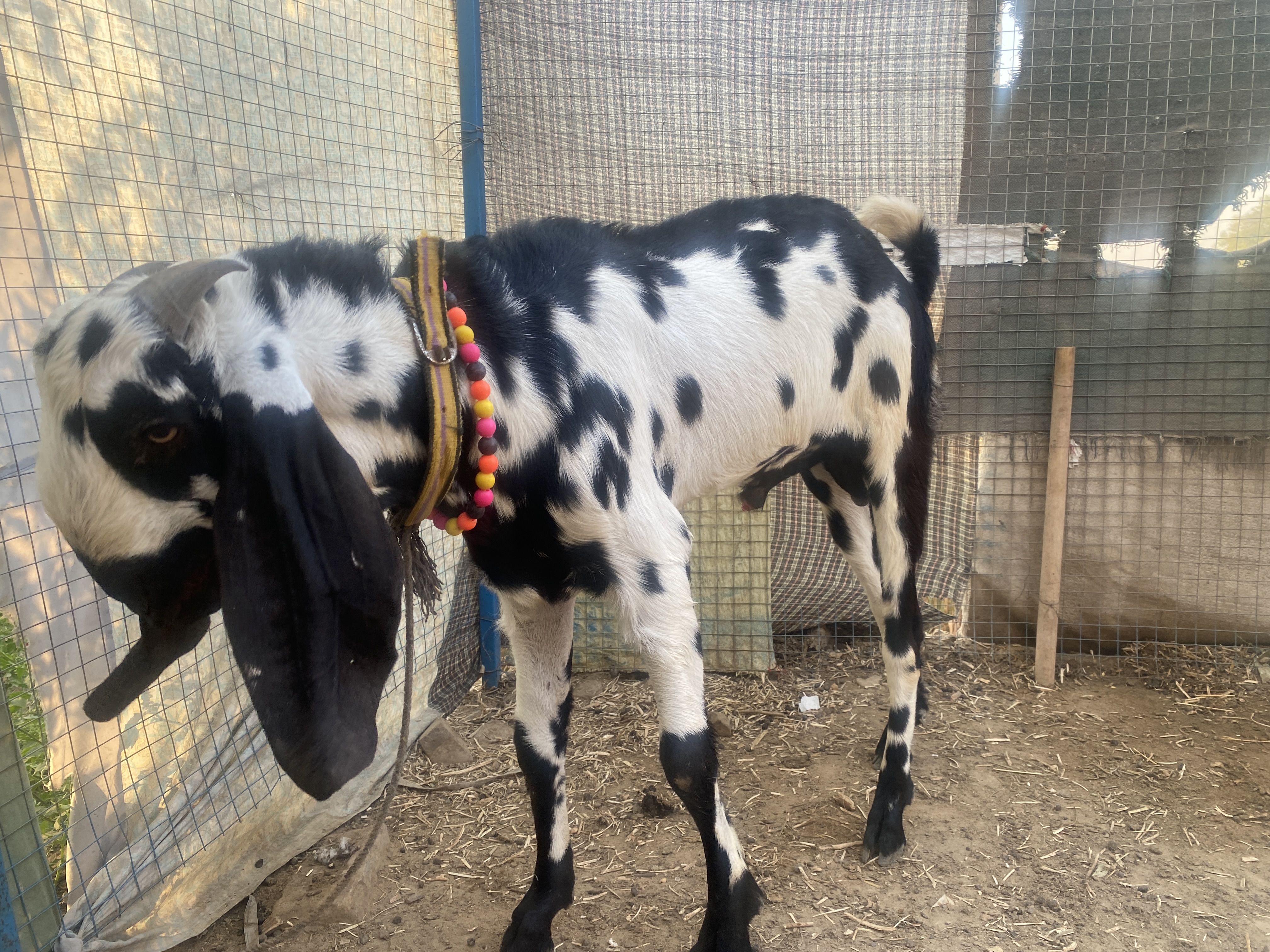 bakra image