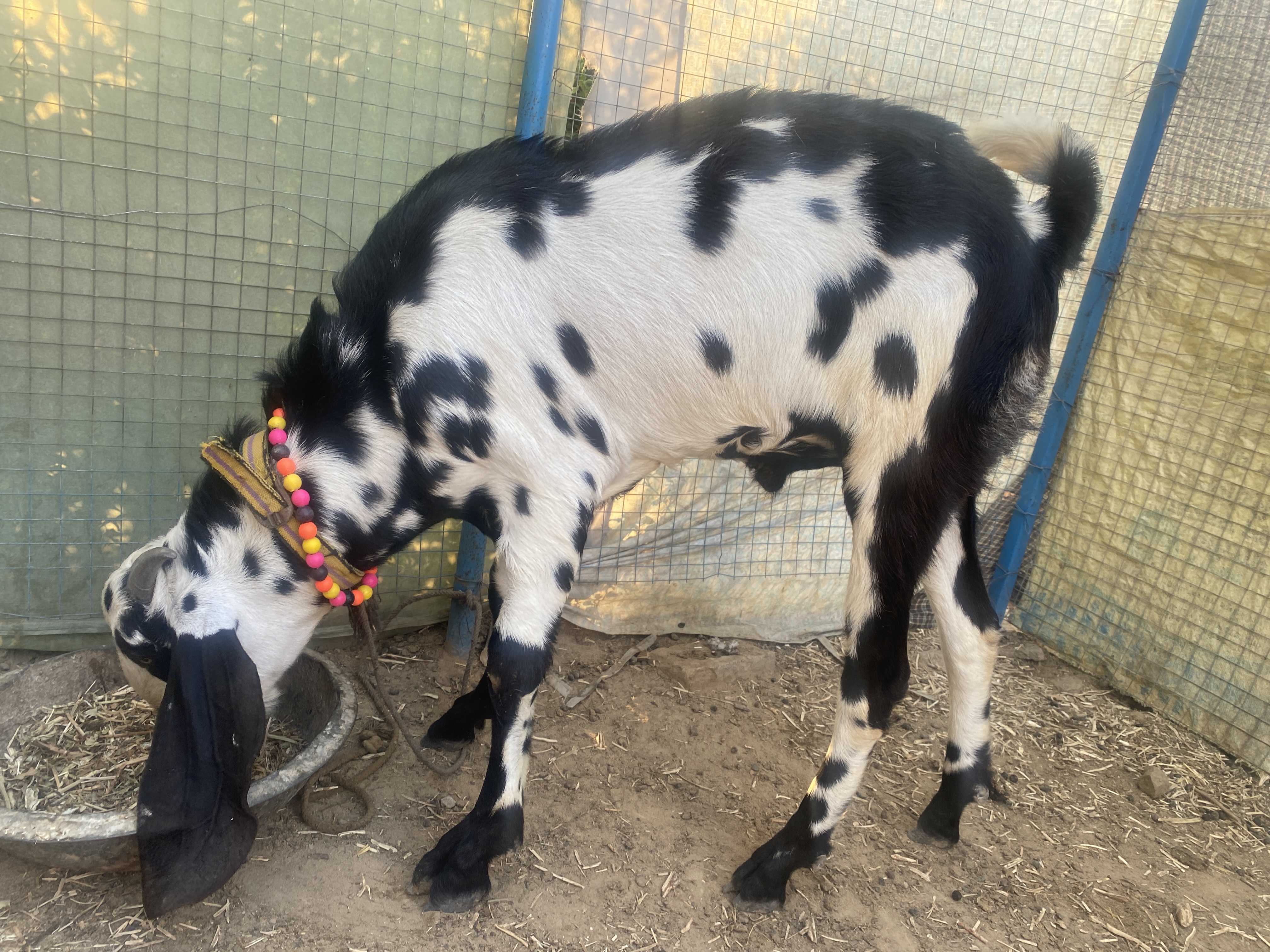 bakra image