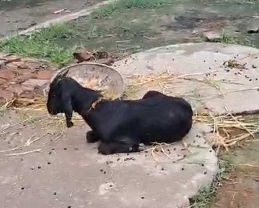 bakra image