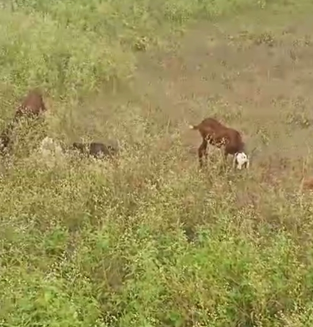 bakra image