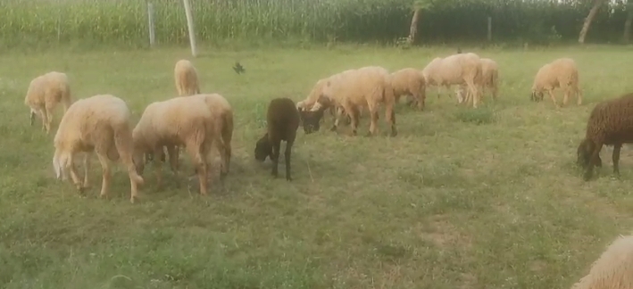 bakra image