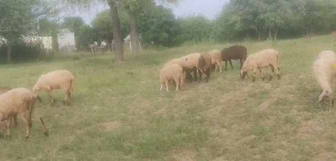 bakra image