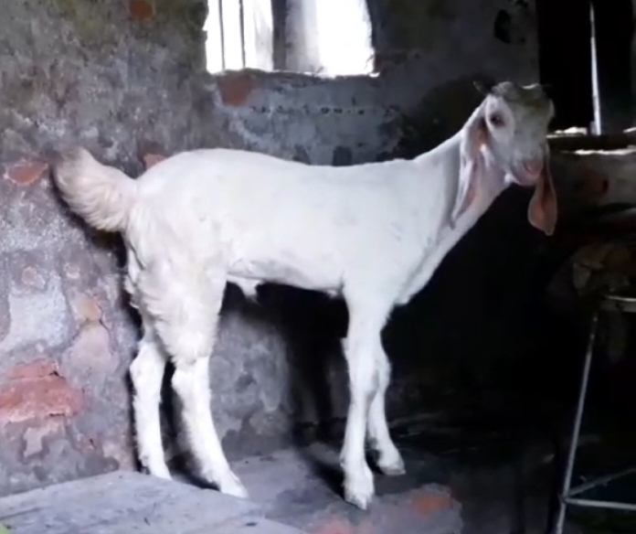 bakra image
