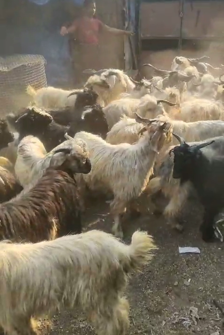 bakra image