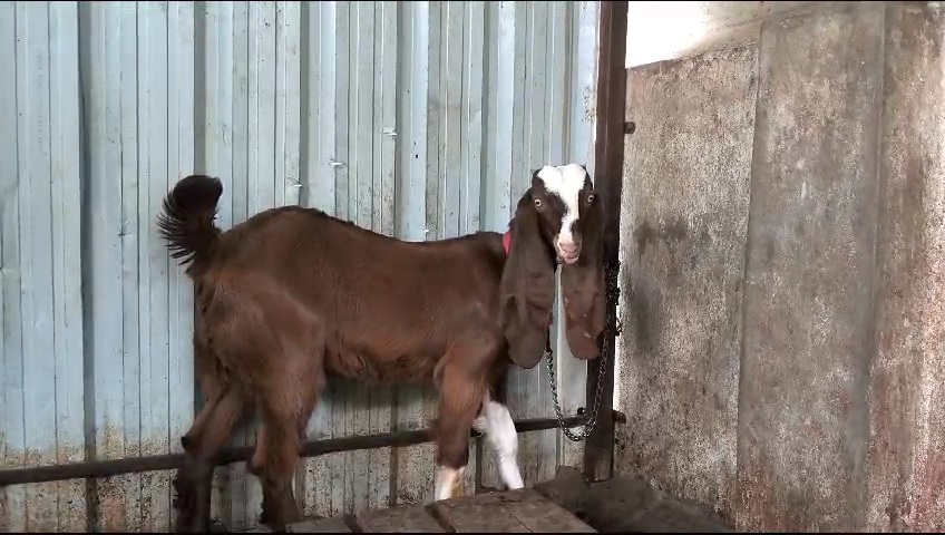 bakra image