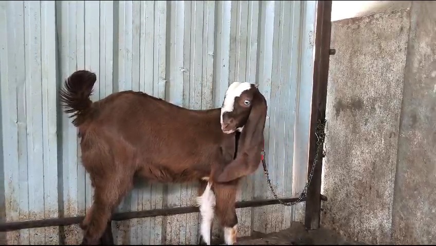 bakra image