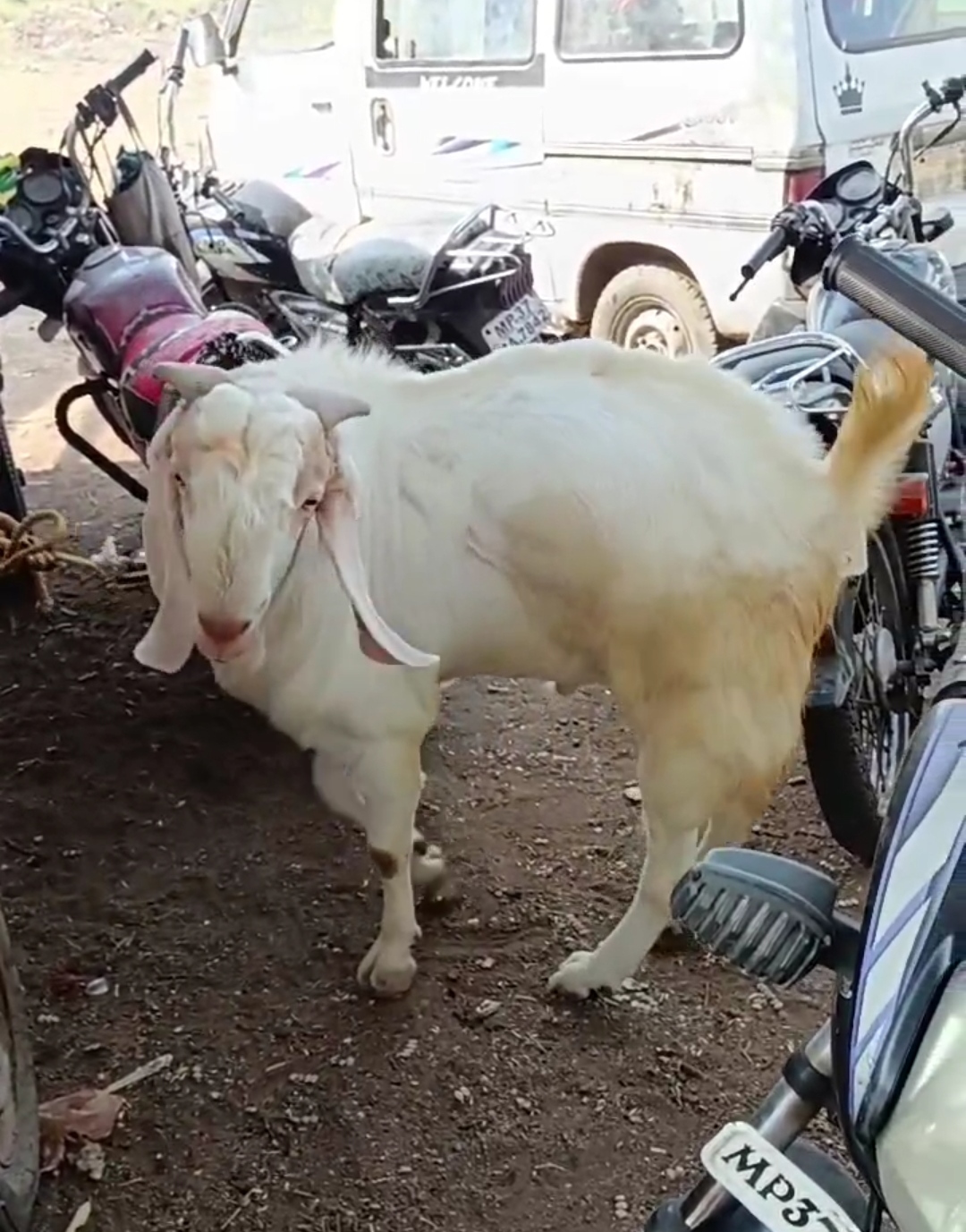 bakra image