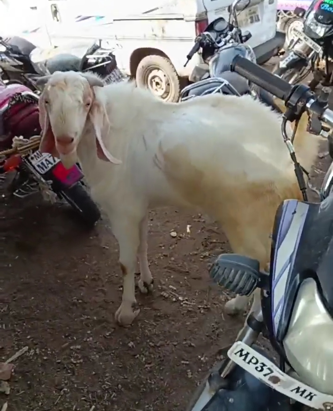 bakra image