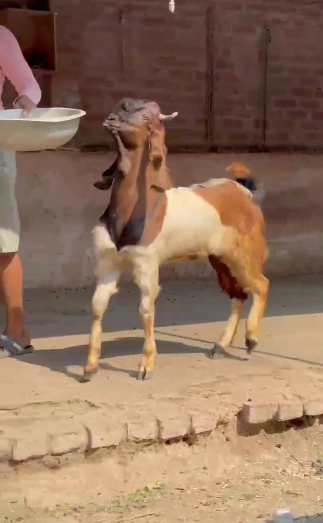 bakra image