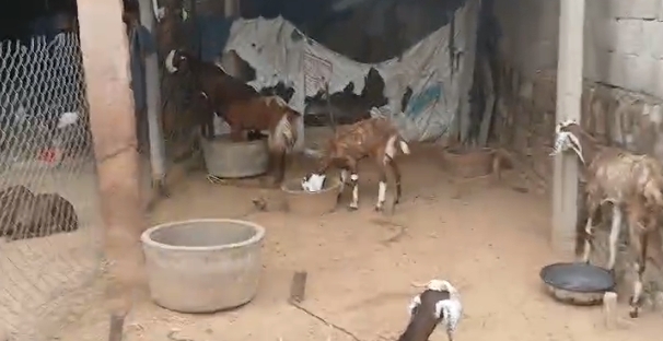 bakra image