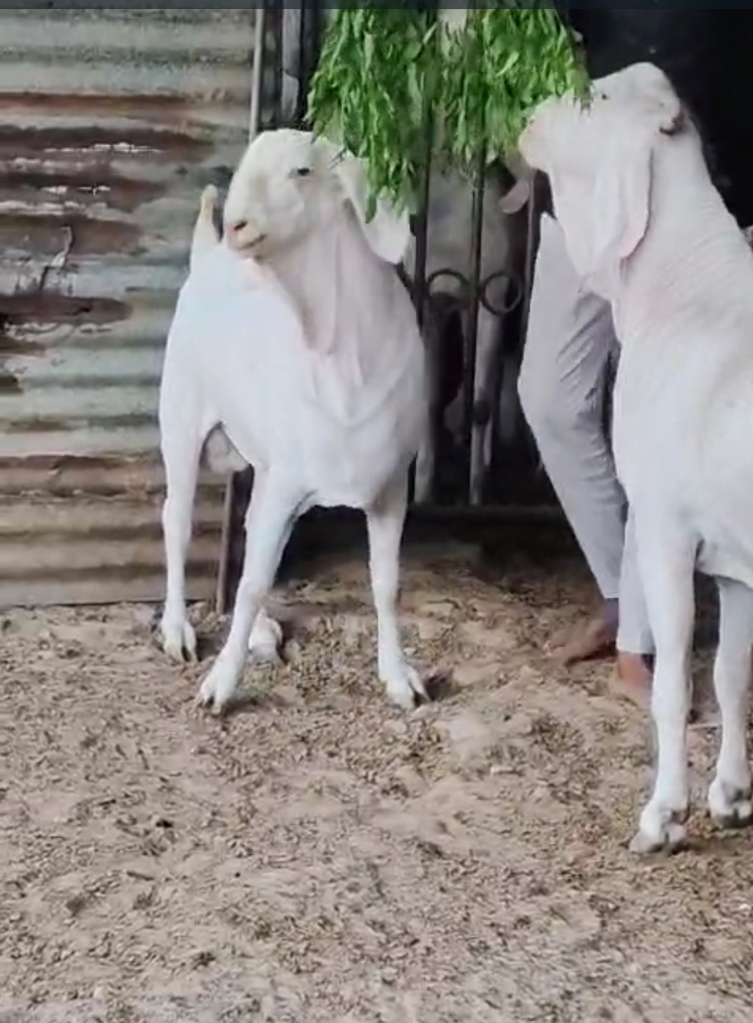 bakra image