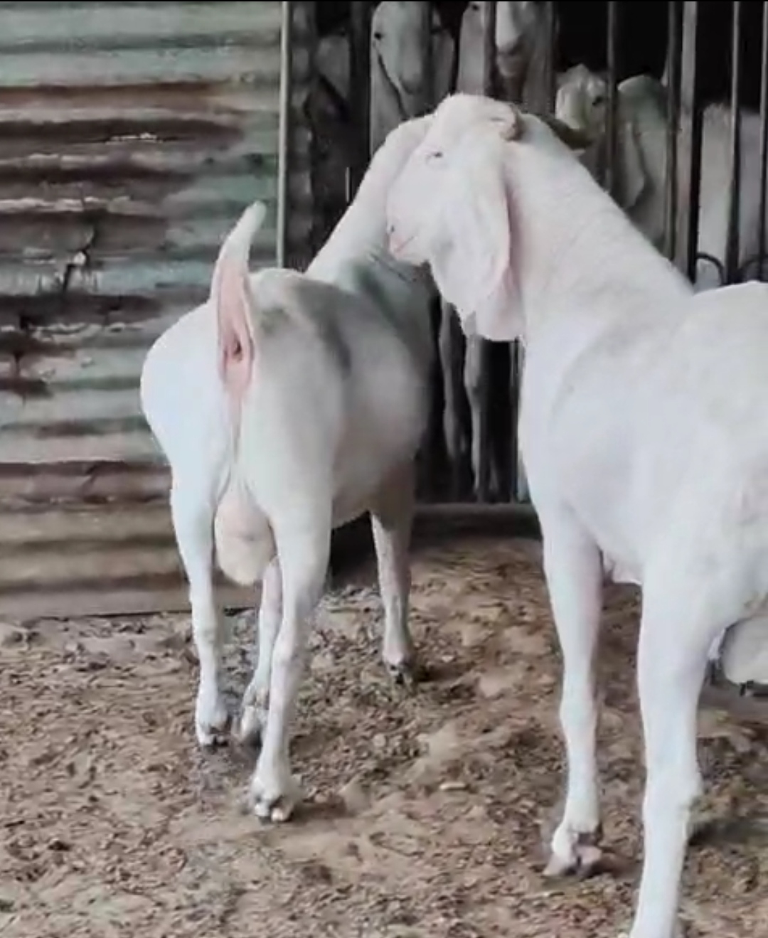 bakra image