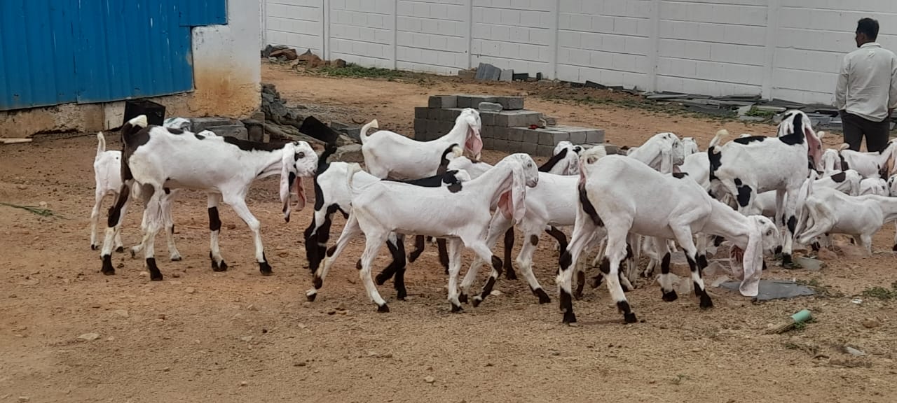 bakra image