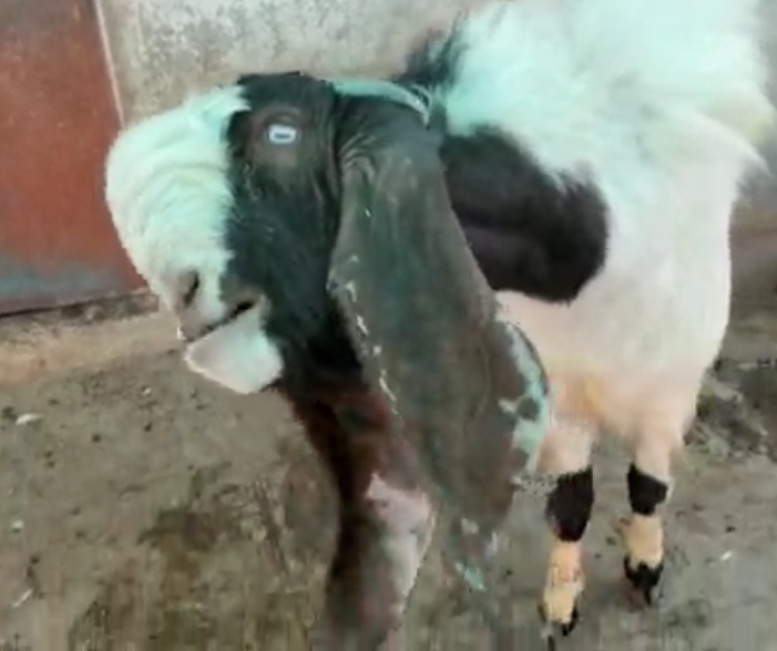bakra image