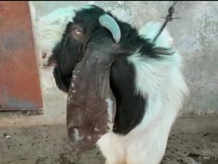 bakra image