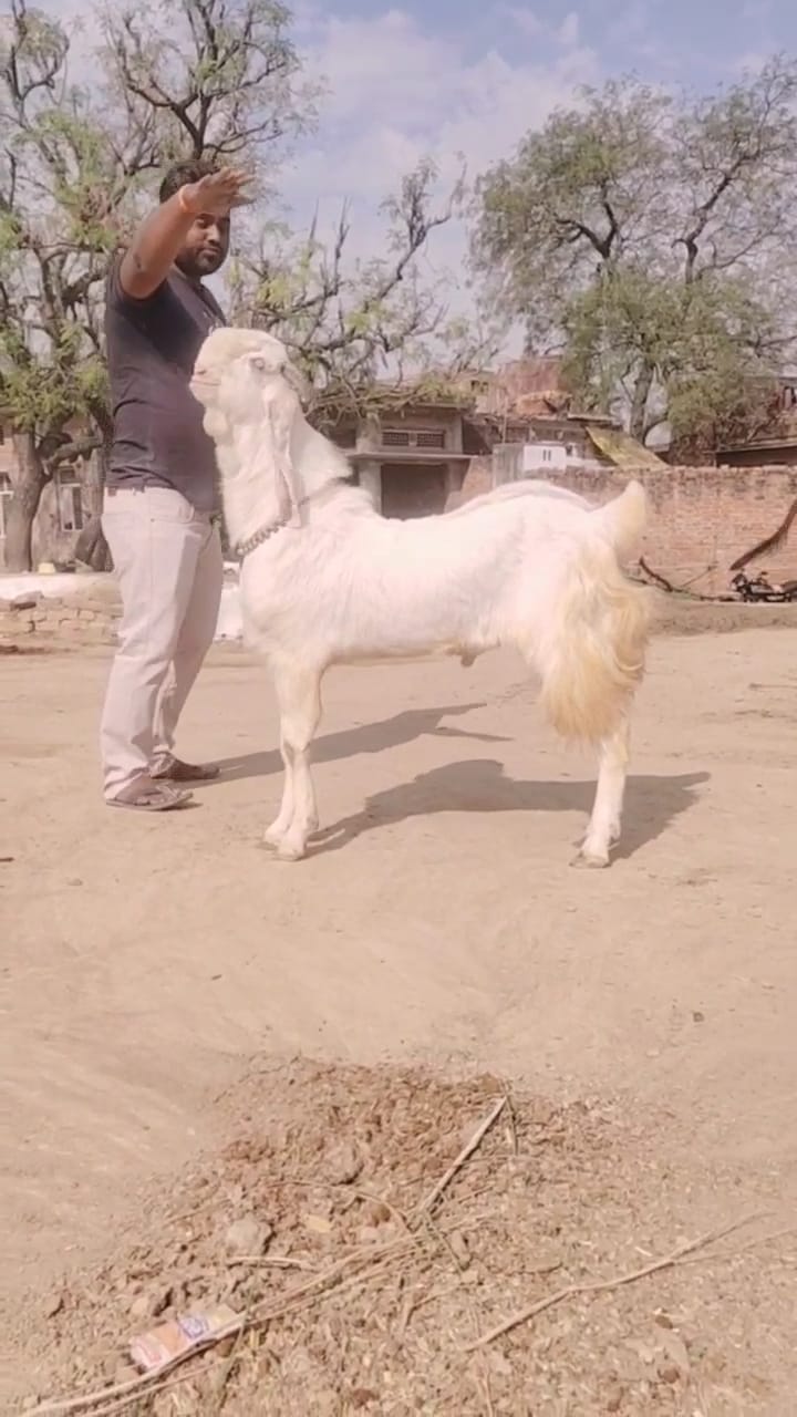 bakra image
