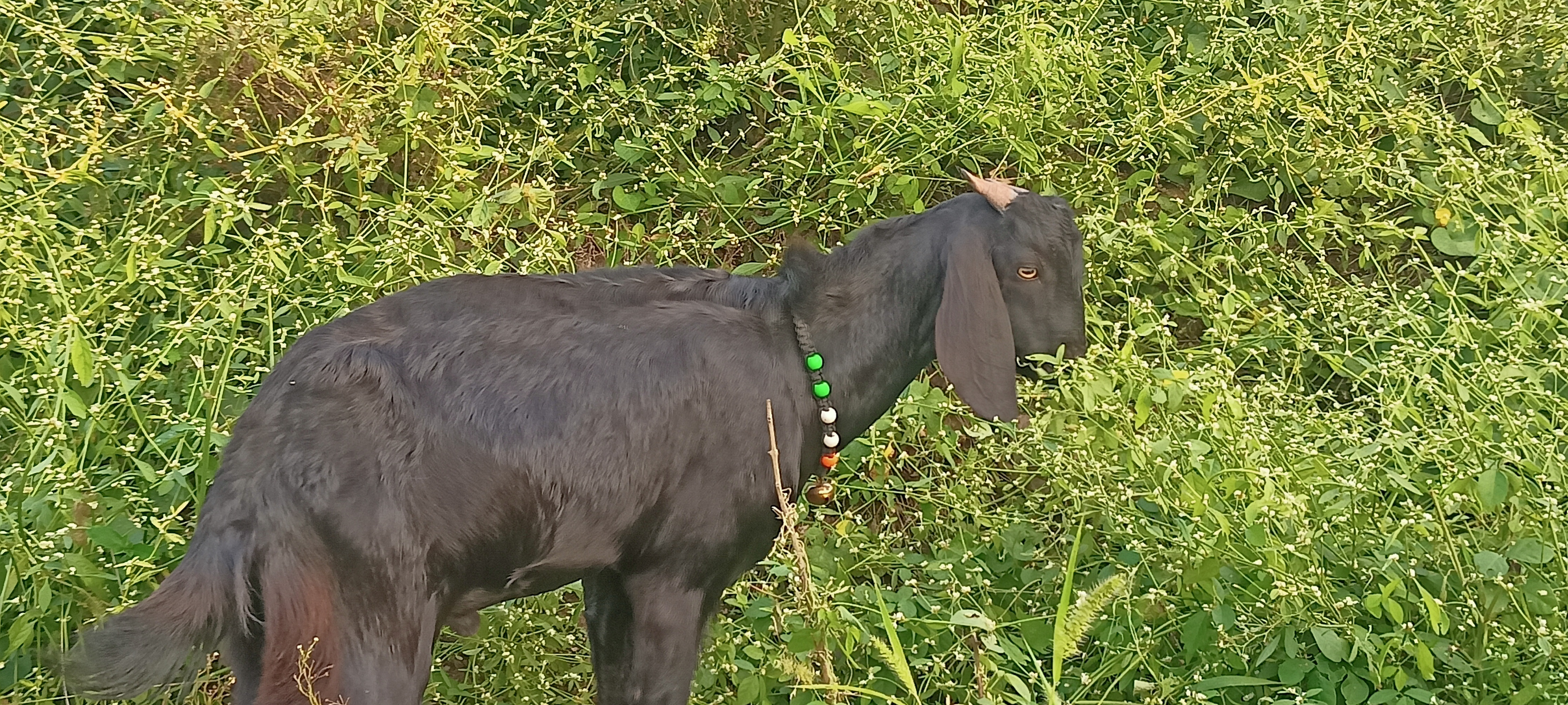 bakra image