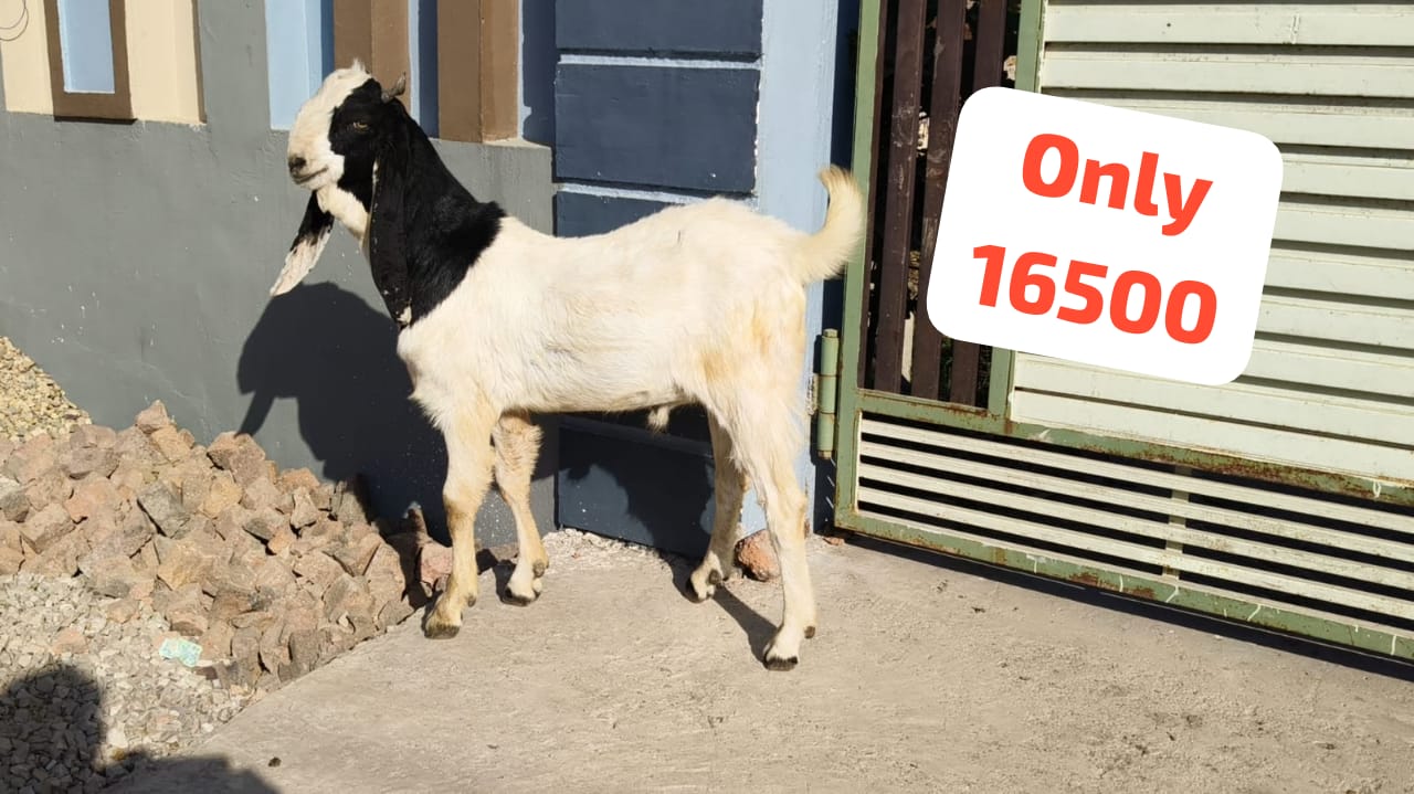 bakra image