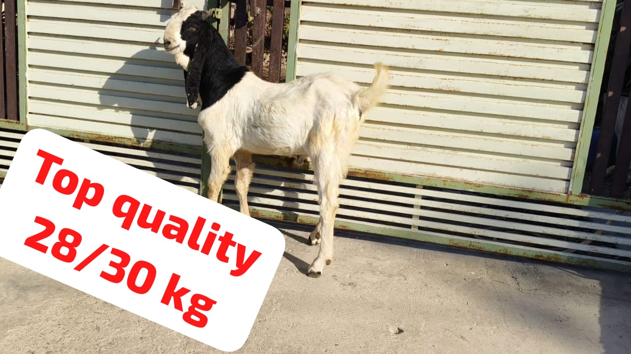 bakra image