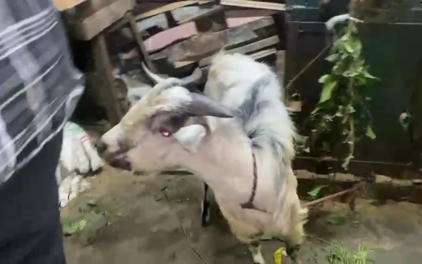 bakra image