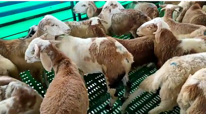 bakra image