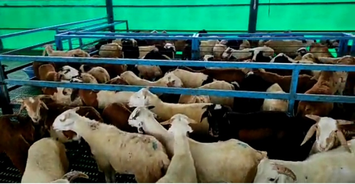 bakra image