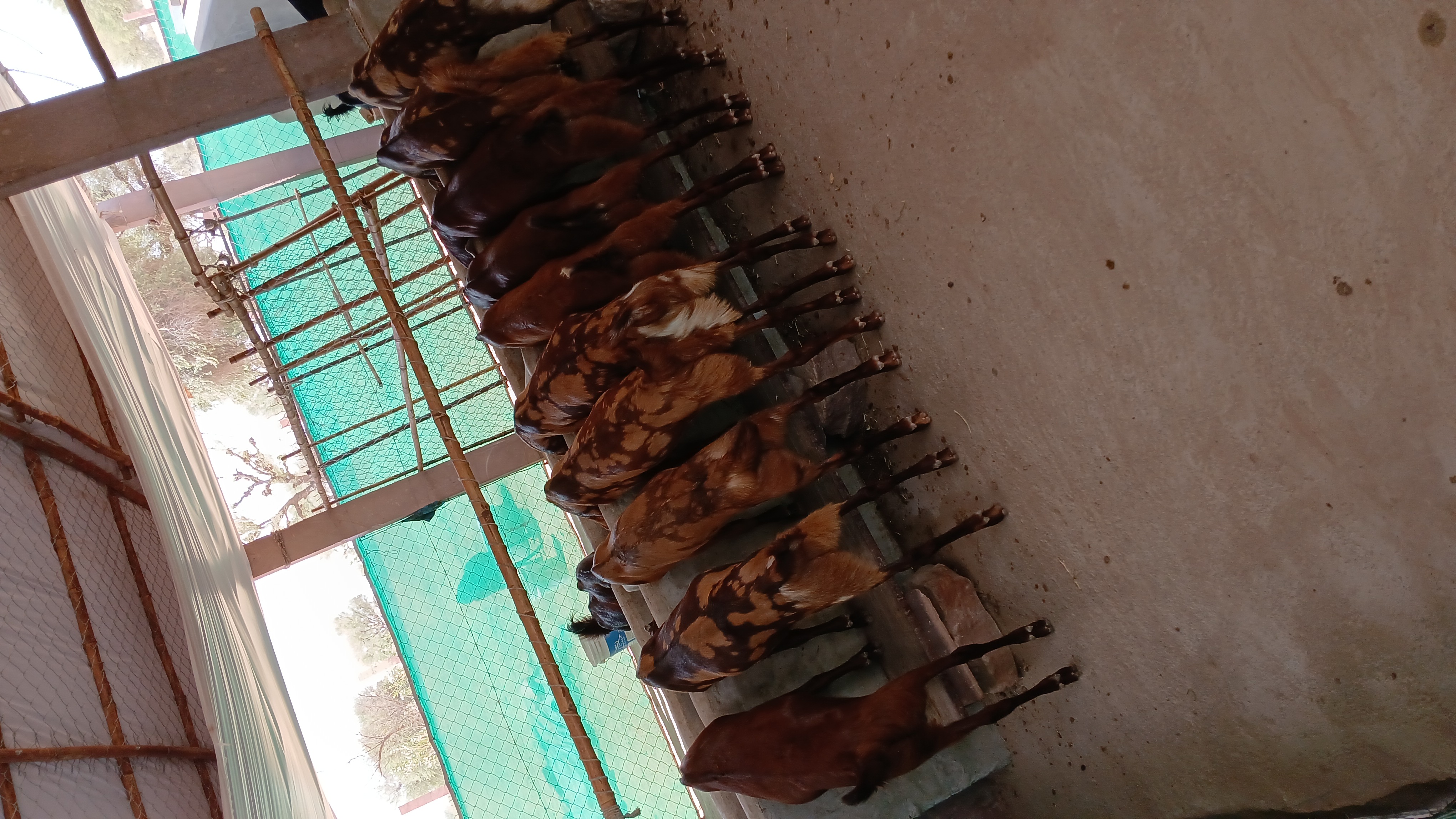 bakra image