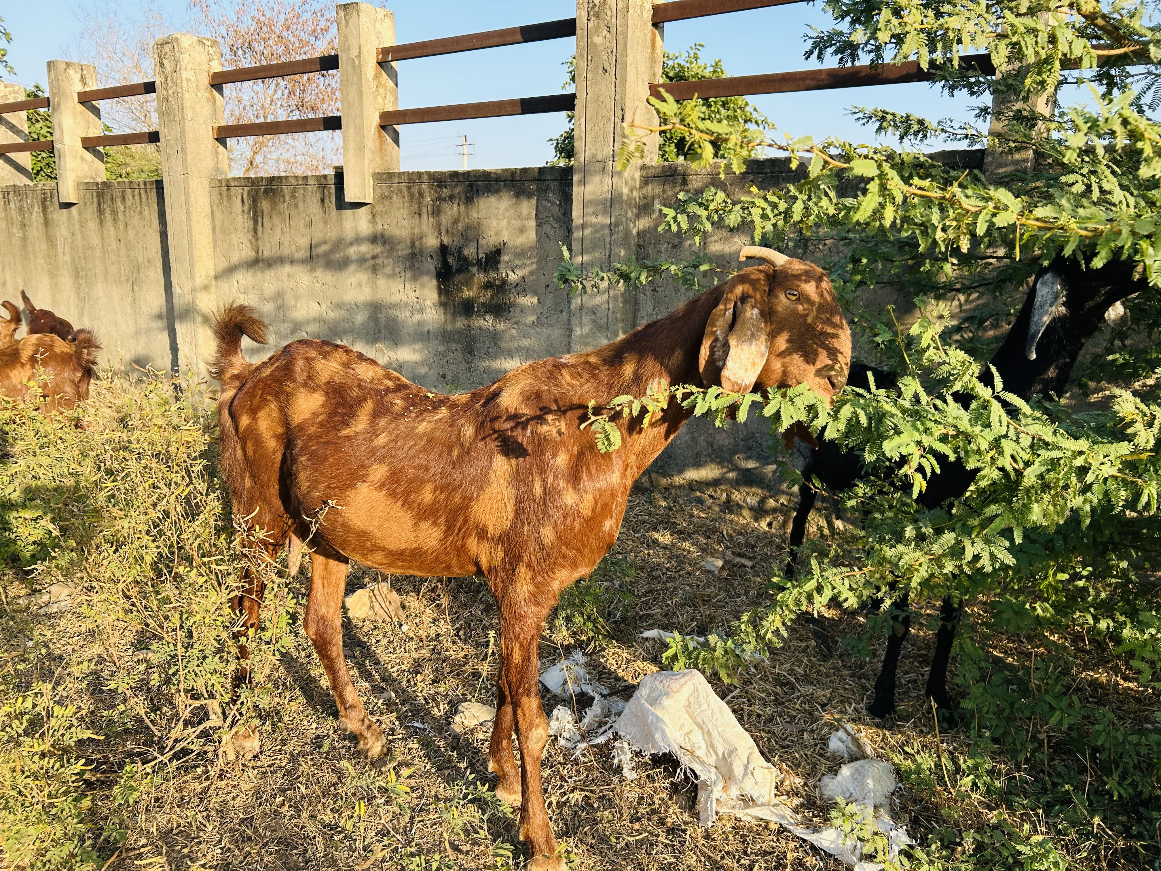 bakra image