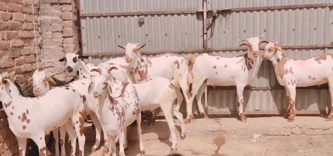 bakra image