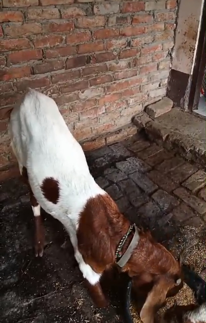 bakra image