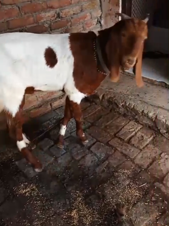 bakra image